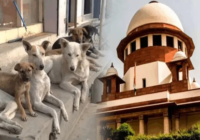 Supreme Court Summons Chief Secretaries on Stray Dog Issue for Non-Compliance
