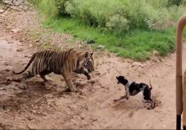 Tiger and Dog Fight Video Viral