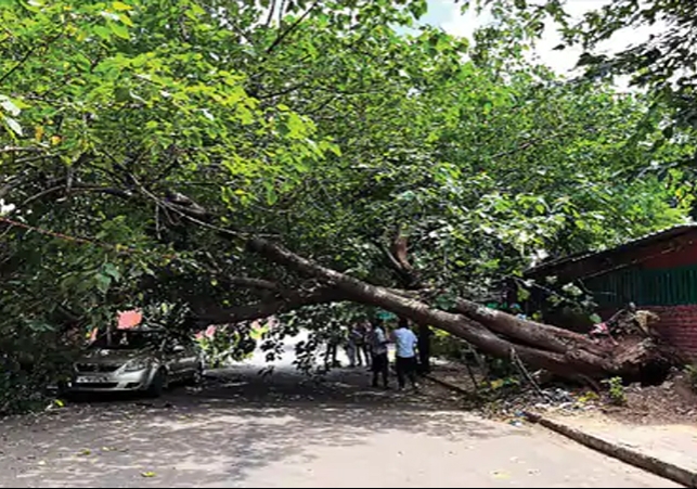 Tree Fell in Chandigarh 