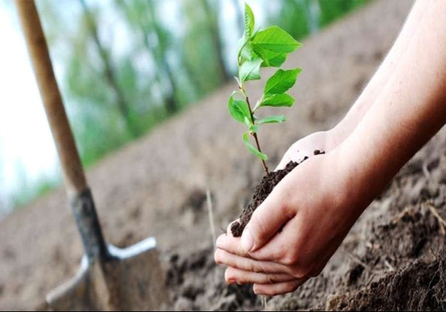 Tree Planting Campaign in Punjab