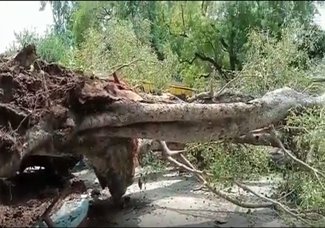 Tree fell in private school Chandigarh