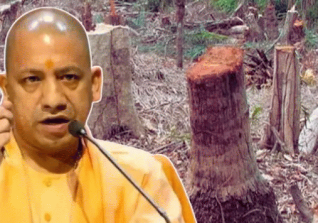 Two-year ban on tree felling in UP