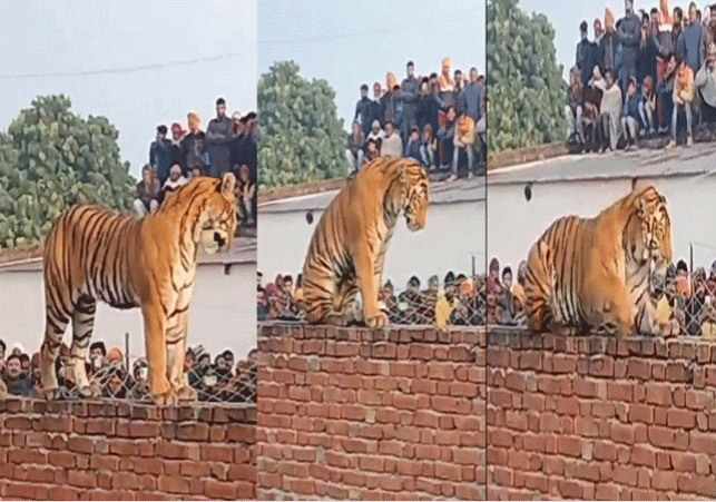 Uttar Pradesh Pilibhit Tiger On Wall Shocking Viral Video