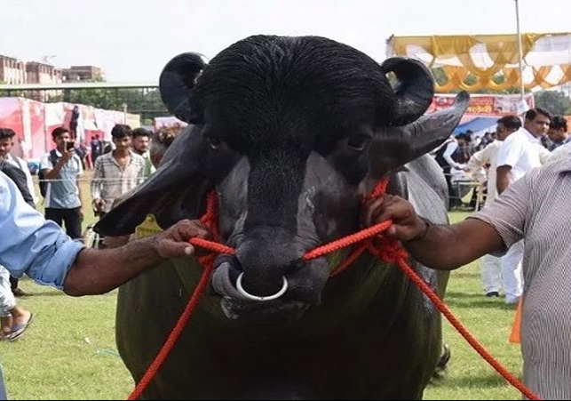Vidhayak Buffalo Worth 8 Crore Rupees
