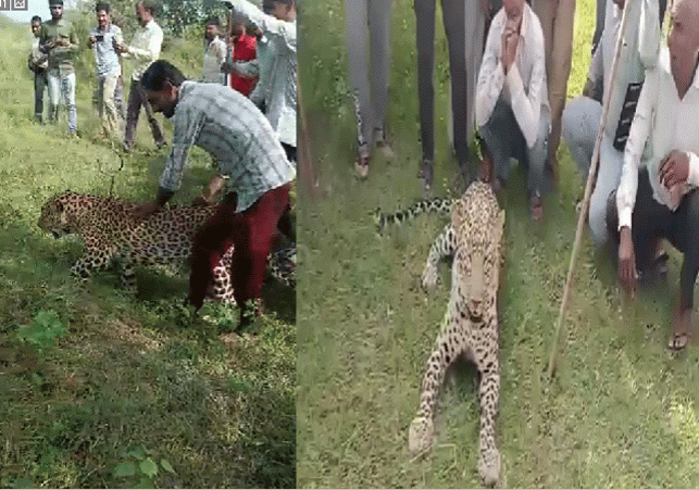MP Weak Leopard Video Viral