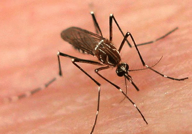 What To Avoid In Dengue
