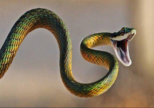 Woman Dies Due To Snake Bite In Chandigarh