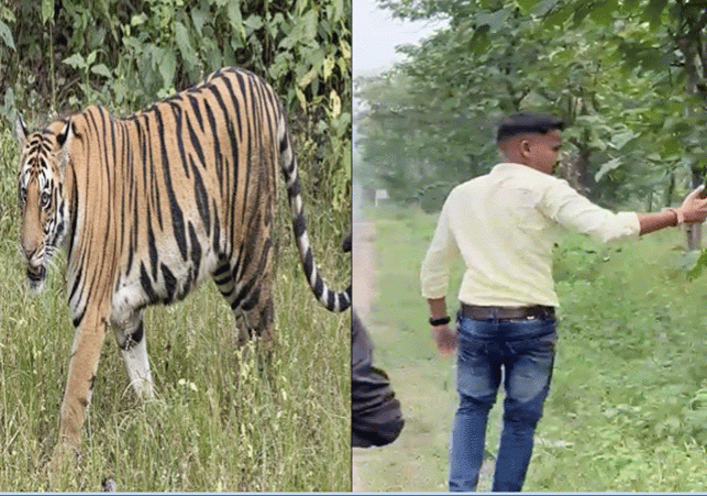 Youth Take Selfie With Tiger Viral Video