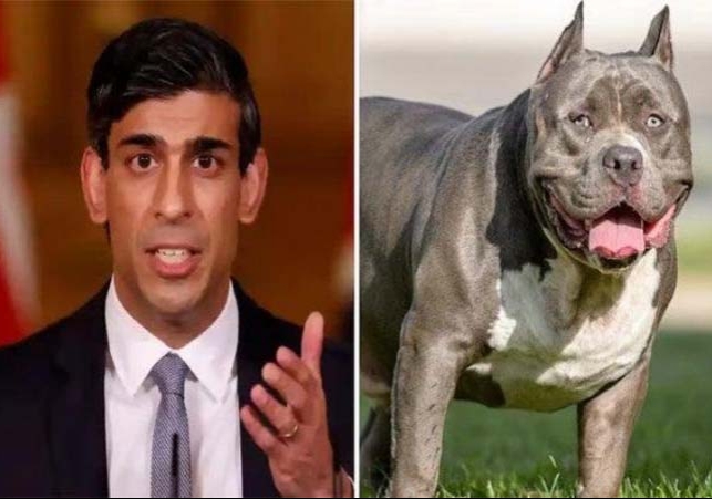 American XL Bully Dog Ban in Britain Rishi Sunak Ordered 