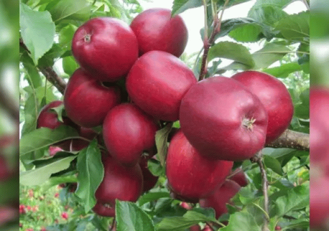 Himachal Apple Procurement