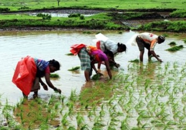 Banned PUSA-44 Paddy Smuggled into Punjab via Social Media | Water Crisis Deepens