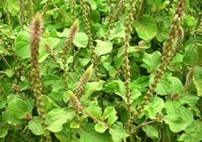 'Chirchita' is not grass but a medicine! Know its amazing benefits