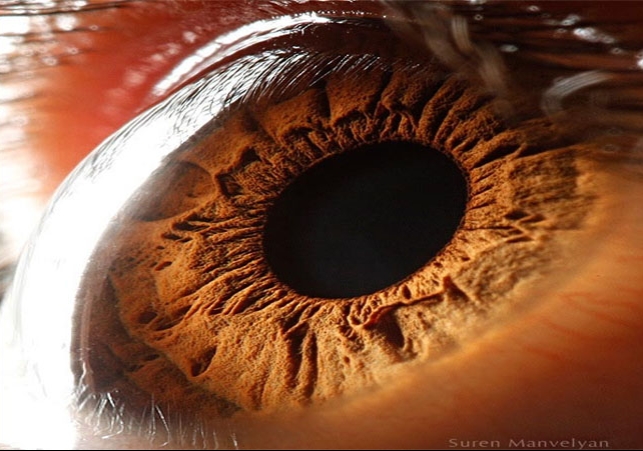 human eye megapixels