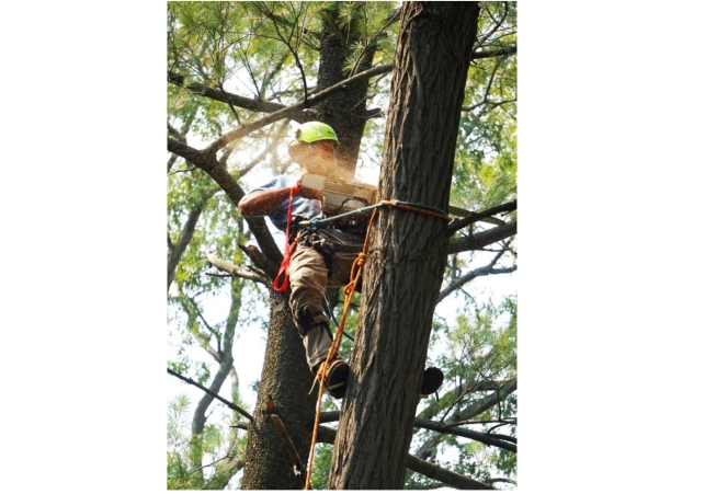 Illegal felling is taking place in Una