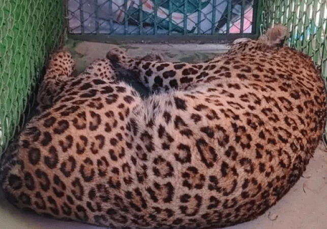 Ghaziabad: Sudden sighting of leopard in