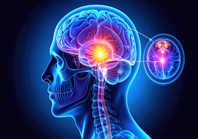 A gland as small as a pea, but it controls everything from your sleep, mood, and consciousness