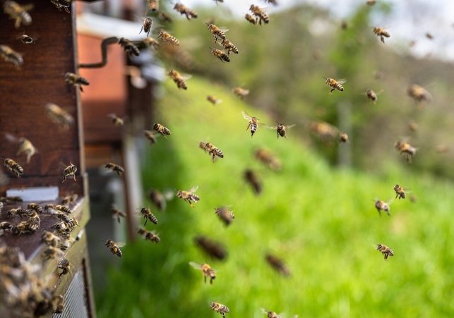 Honeybees Sting 35 Children