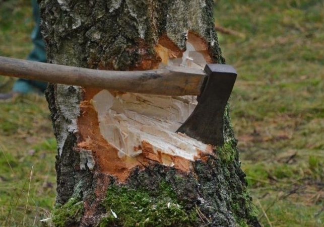 Illegal Tree Felling