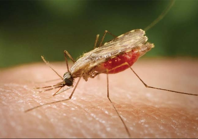 Malaria cases increase in America after 20 years 