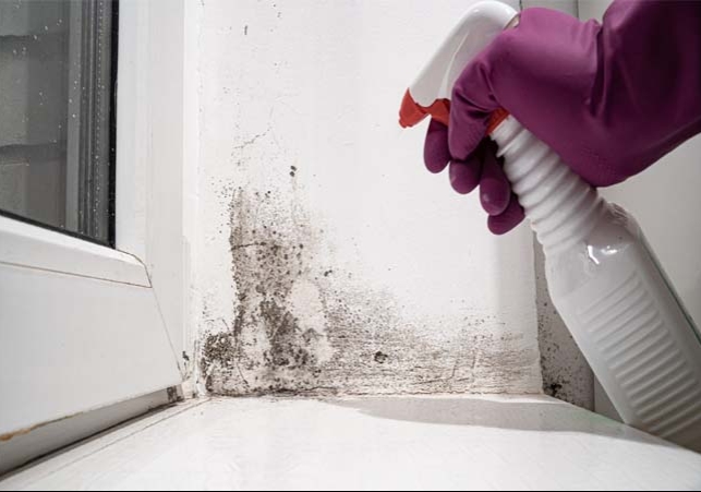 How To Remove Mold From Wood 