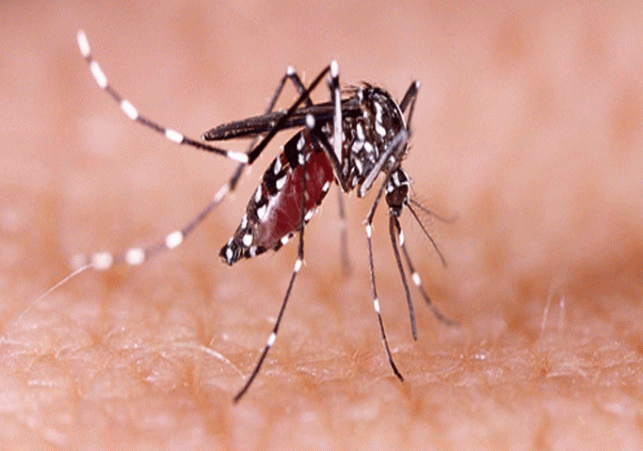 Increasing risk of dengue, number of patients reached 141