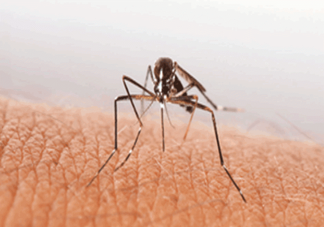 Increasing risk of dengue, number of patients reached 141