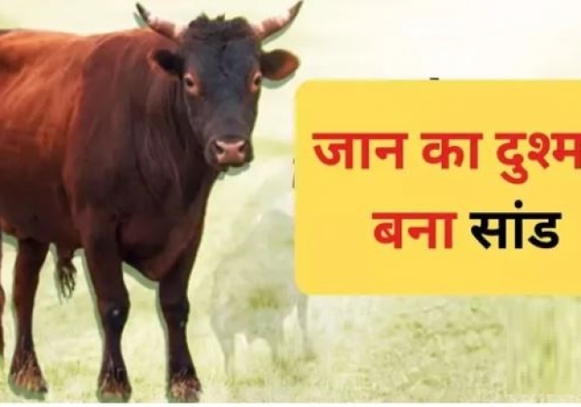 Elderly Woman Injured in Bull Attack Dies