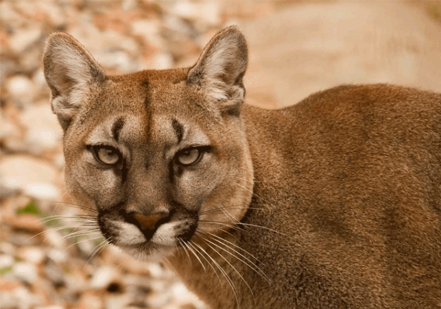 Disclosure in the report of Wildlife Institute Dehradun