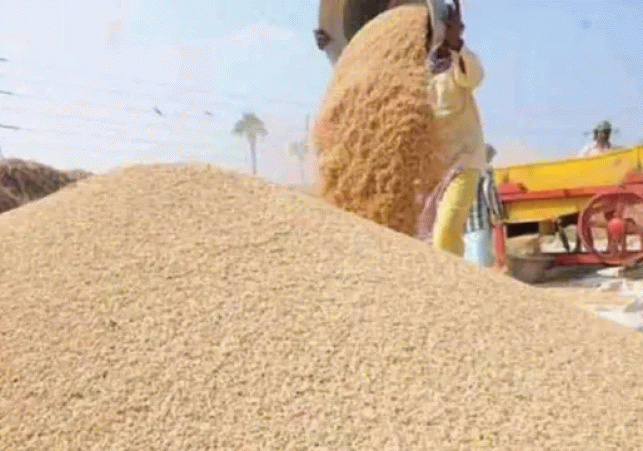 Mega Wheat Procurement Drive in UP