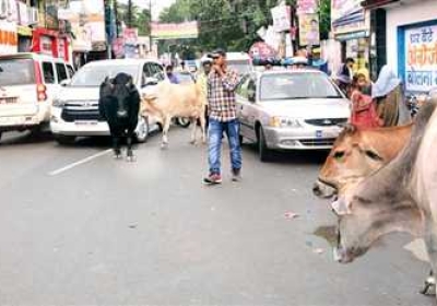 Catching Cattle in the City