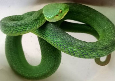 उत्तराखंड में पहली बार दिखा दुर्लभ White Lipped Pit Viper