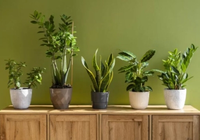 Best Indoor Plants for Stress Relief