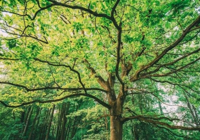 Dispute Over Illegal Tree Pruning in Delhi: MCD and Forest Department at Odds