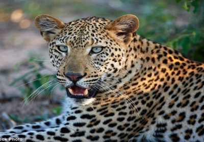 Leopard Roaring day and night