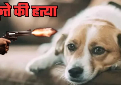 Prayagraj Teacher Shoots Dog