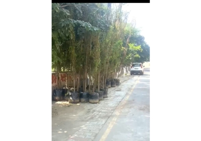 Block 2 of Sector 10 will be filled with the greenery of trees