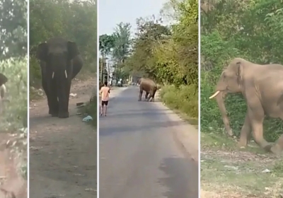 Elephant threatened on Dudhli-Mothrowala road