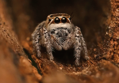 New Discovery in the Thar Desert