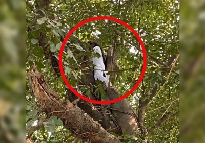 Girl Climbed Tree to Commit Suicide