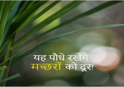 मच्छरों के जानी दुश्मन हैं इस तरह के पौधे
