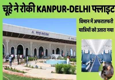 Rat found on Indigo Flight