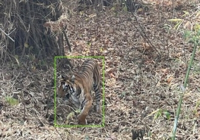 Human-Tiger Conflict in Maharashtra