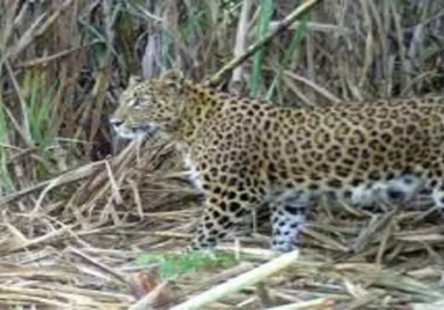 Leopard Attack in Uttarakhand