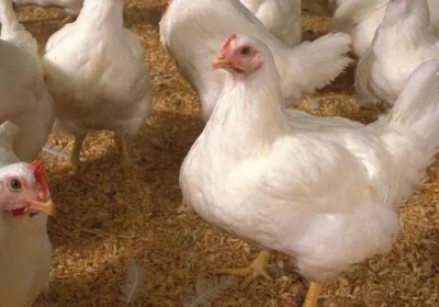 मलेशिया ने चिकन के निर्यात पर लगाई पाबंदी