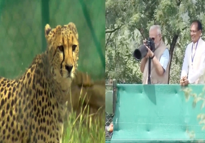 8 Cheetahs Releases In MP Kuno National Park