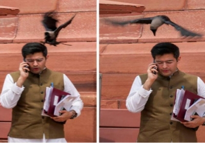 AAP MP Raghav Chadha Crow Attack