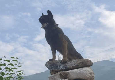 Army Assault Dog Zoom Fight With Terrorists