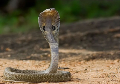 Baraatis Dance with Cobra 