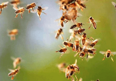 Bee Attack in Khelo Haryana