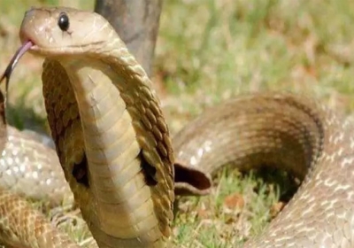 Bihar Nawada Man Bites Snake After Snake Bite News Update